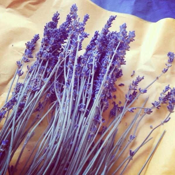 Opening up a fresh bouquet of lavender ready to be dispersed. If only this was Smell-O-Screen...