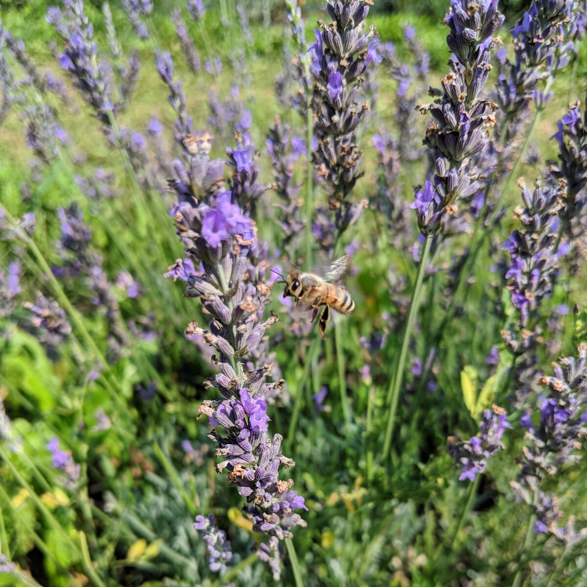 Lavender field
