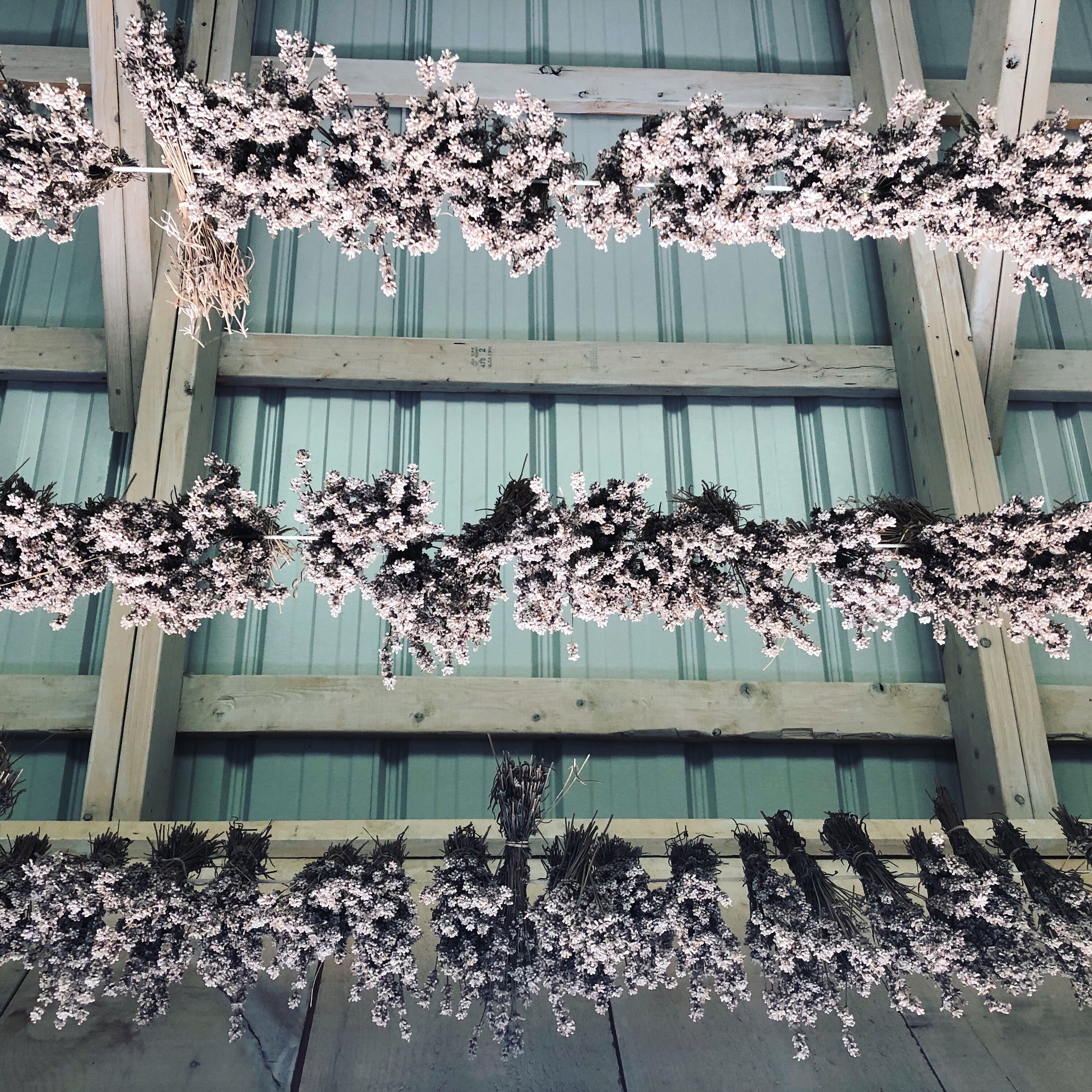 Lavender Oil Distillery