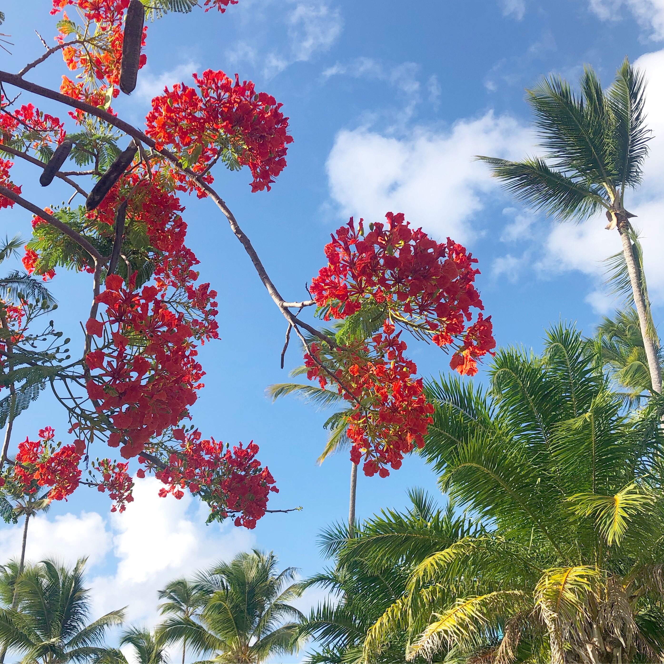 Tropical Flower Punta Cana