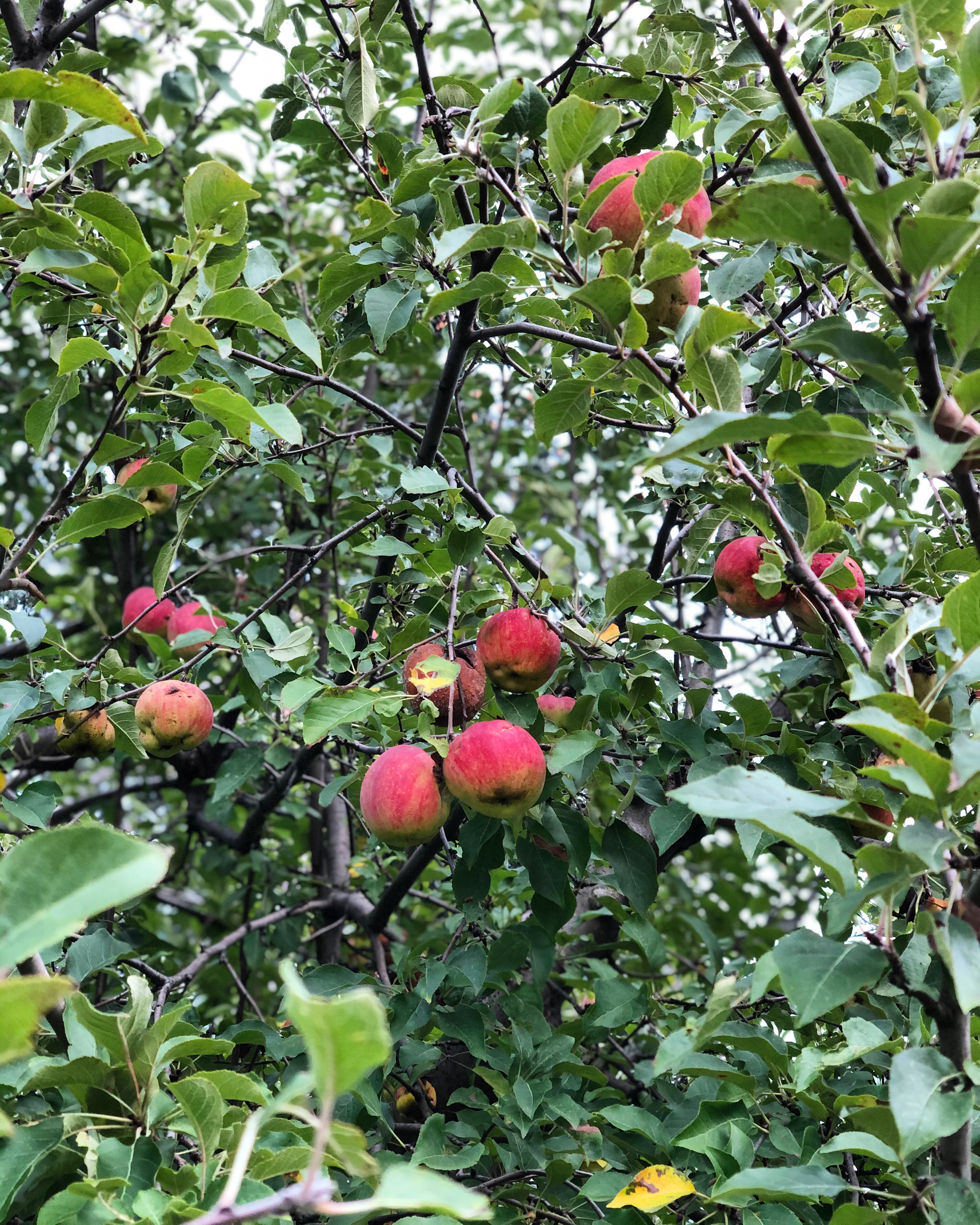 Jardin Botanique Montreal